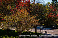 加拿大卡爾頓大學排名怎么樣？